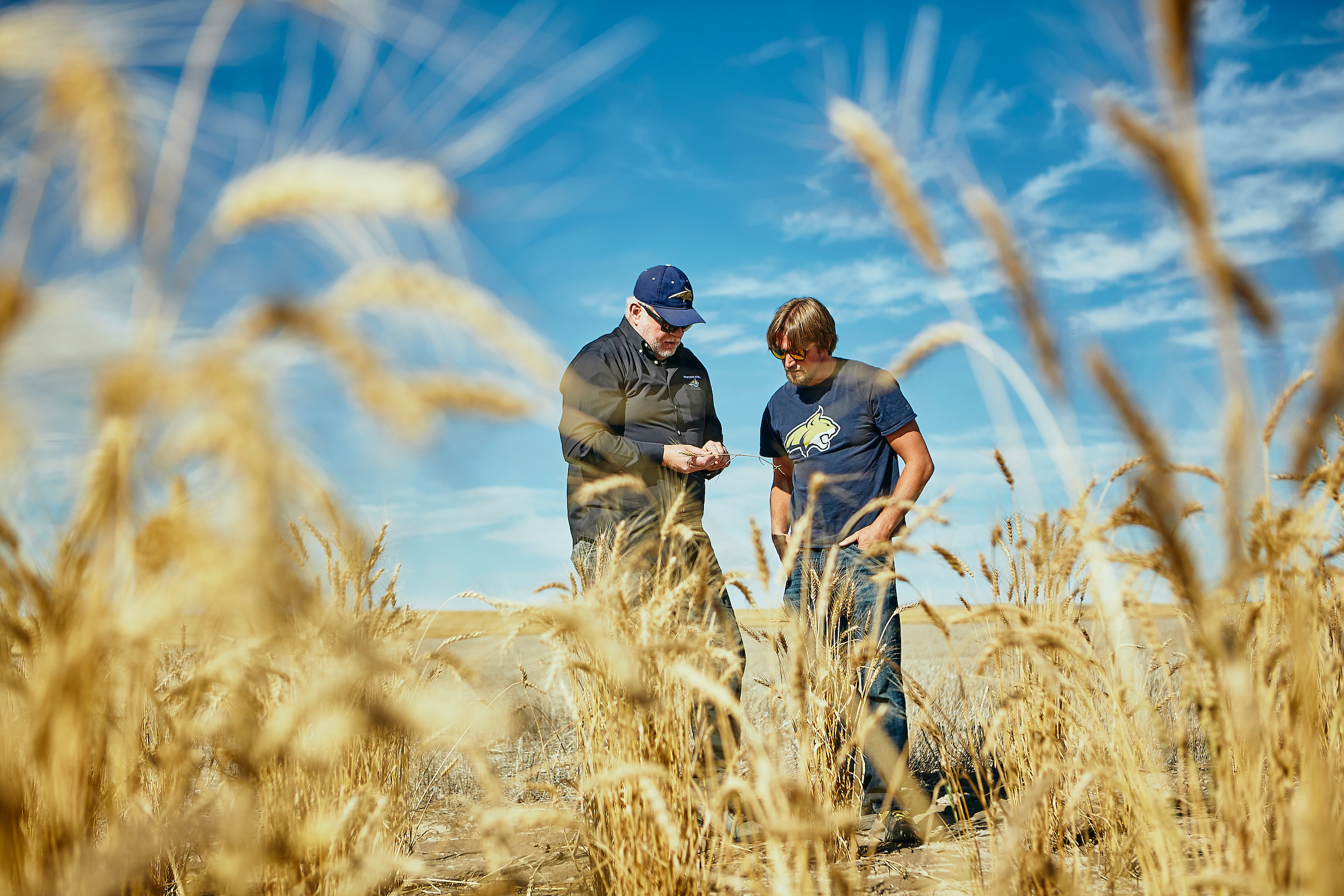 Carl Yeoman and David Weaver examine wheat