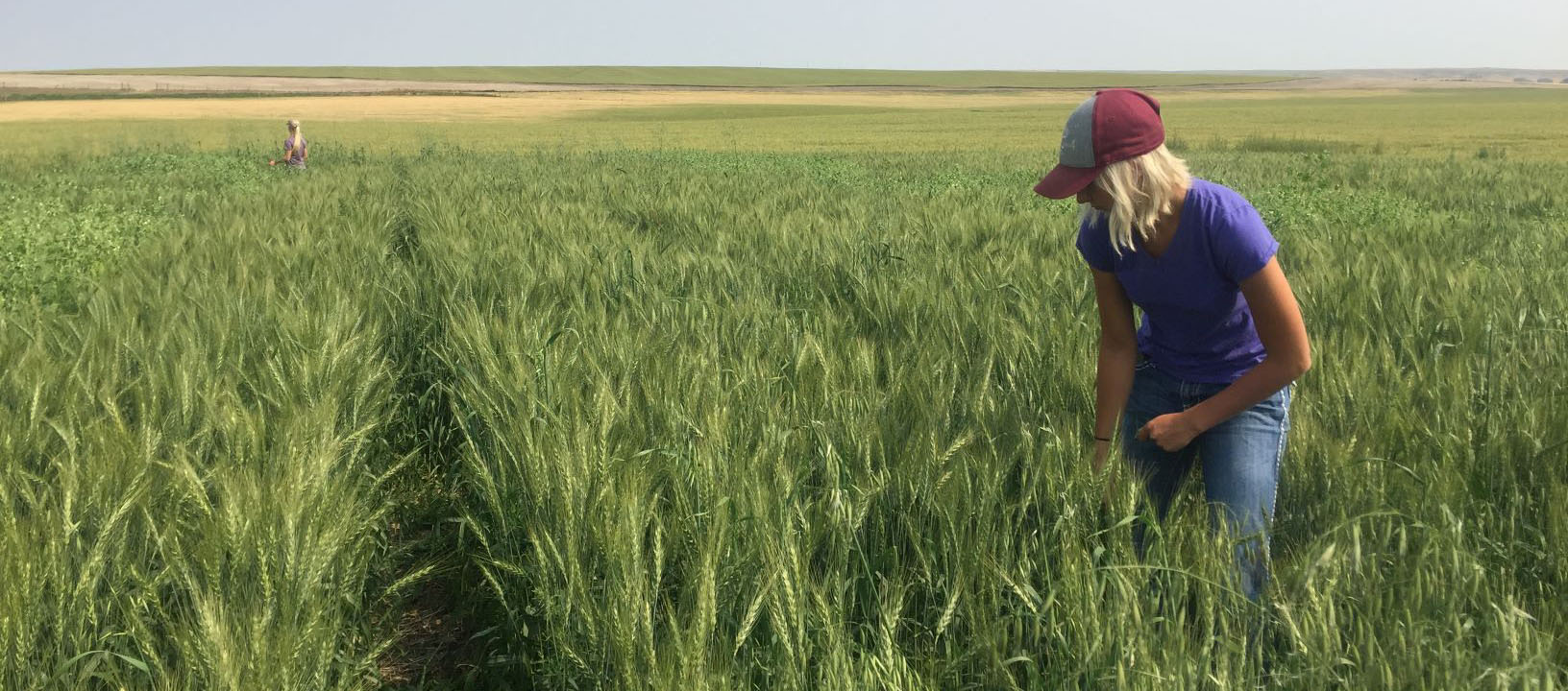 lady wearing a hat working in a wheat field