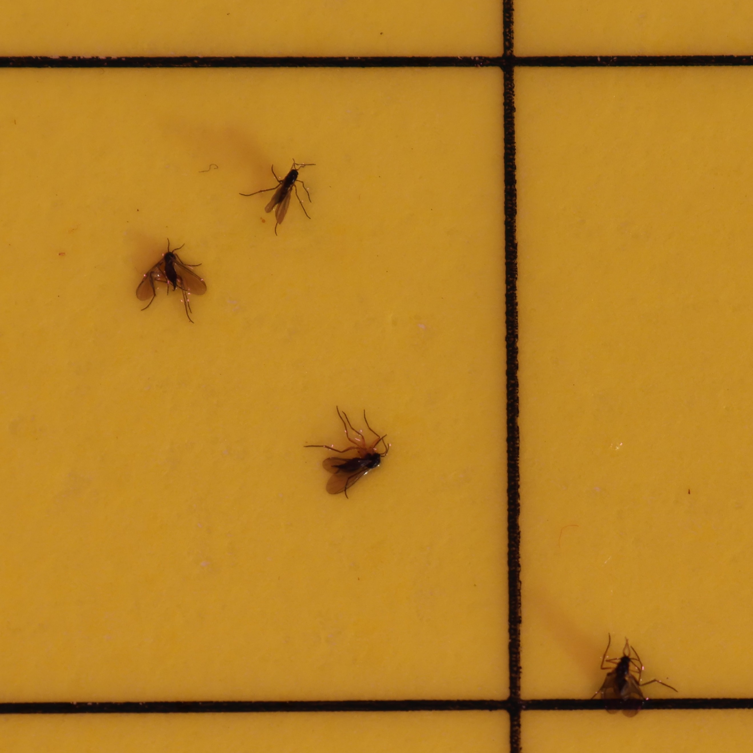Multiple small insects stuck to a yellow card with a black grid