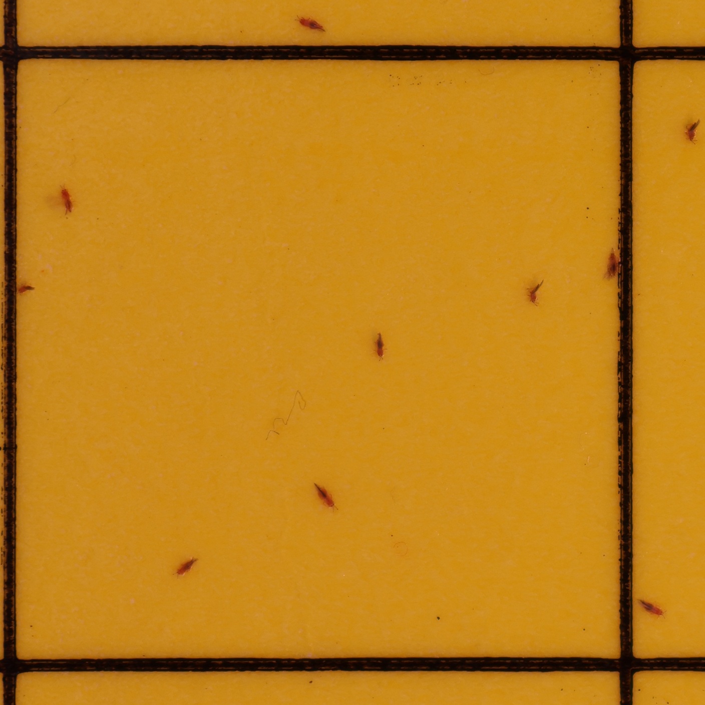 Tiny insects stuck to a yellow card with a black grid 