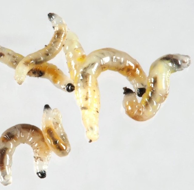 A cluster of small tan grubs with black heads