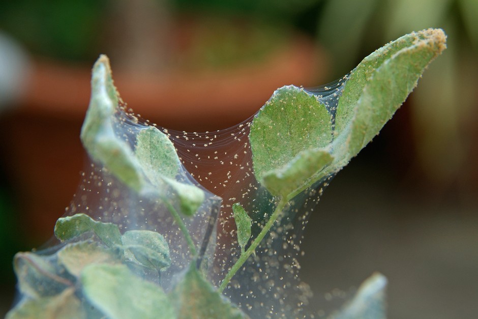 A leaf covered in white webbing and tiny mites