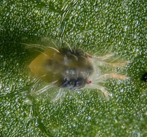 A small yellow mite with two black patches on its back
