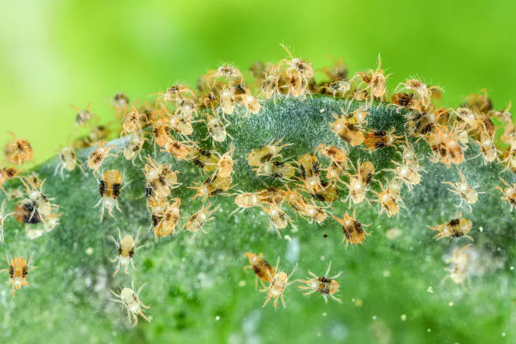 A cluster of tiny yellow mites with black spots gathered on a leaf