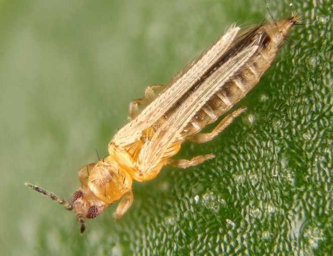 A small tan insect with a long skinny body