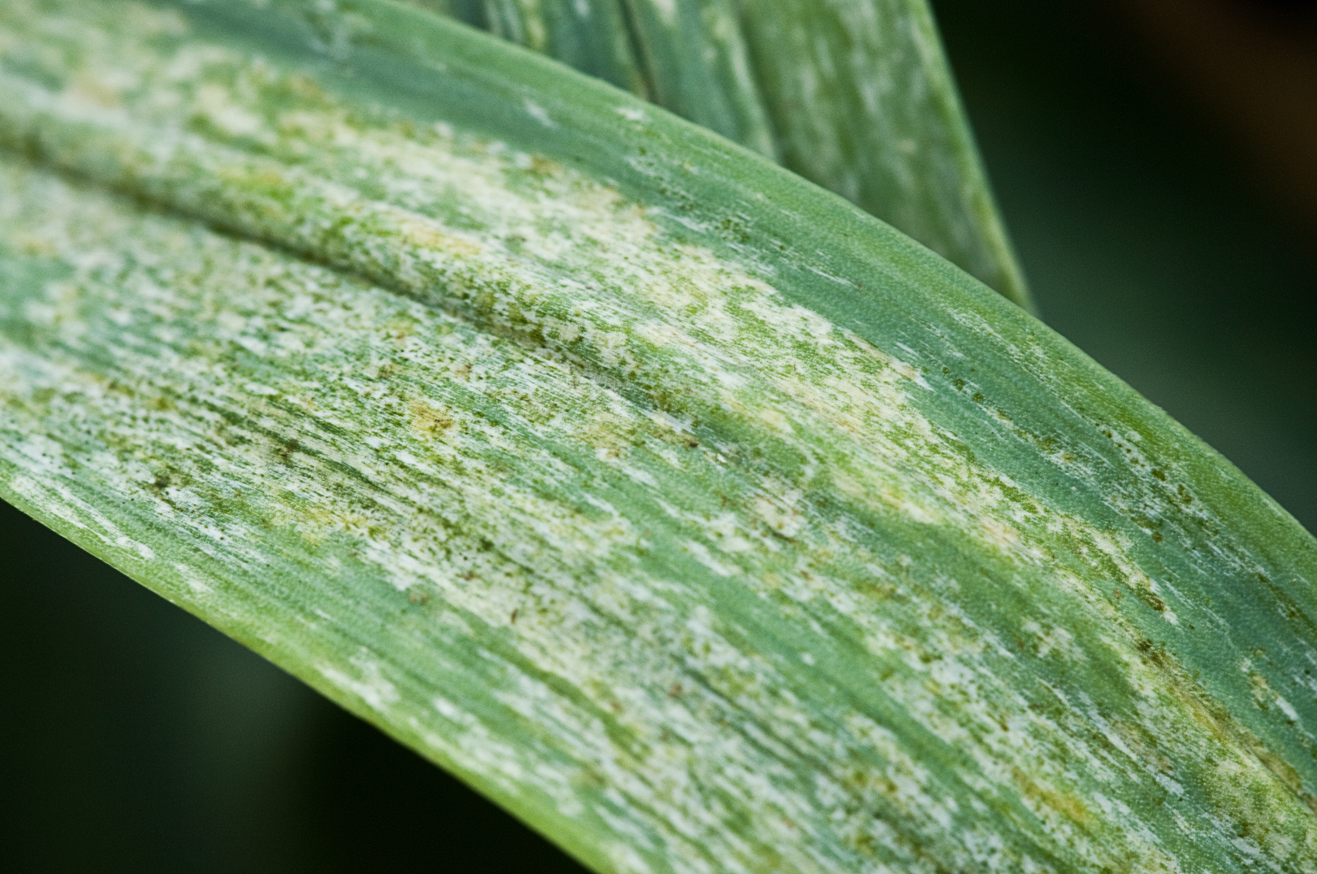 A leaf covered in thin silvery scrape marks