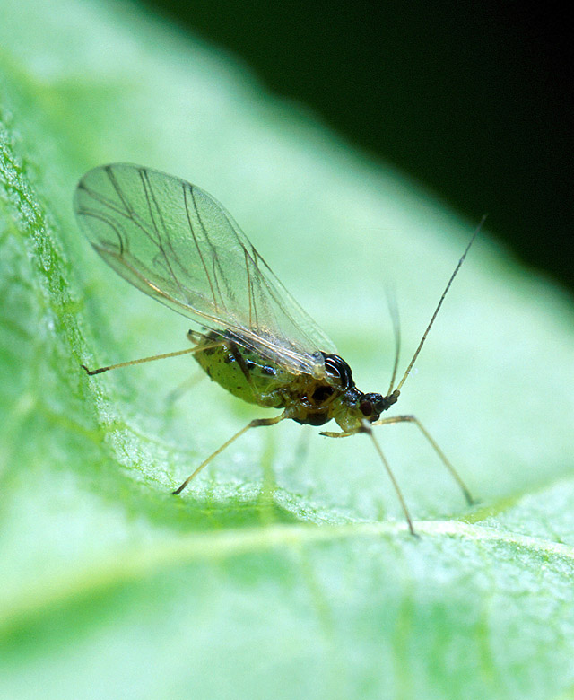 A small dark-colored insect with wings